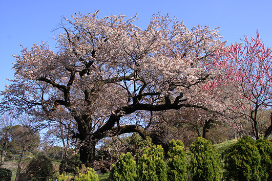 黒川の山桜