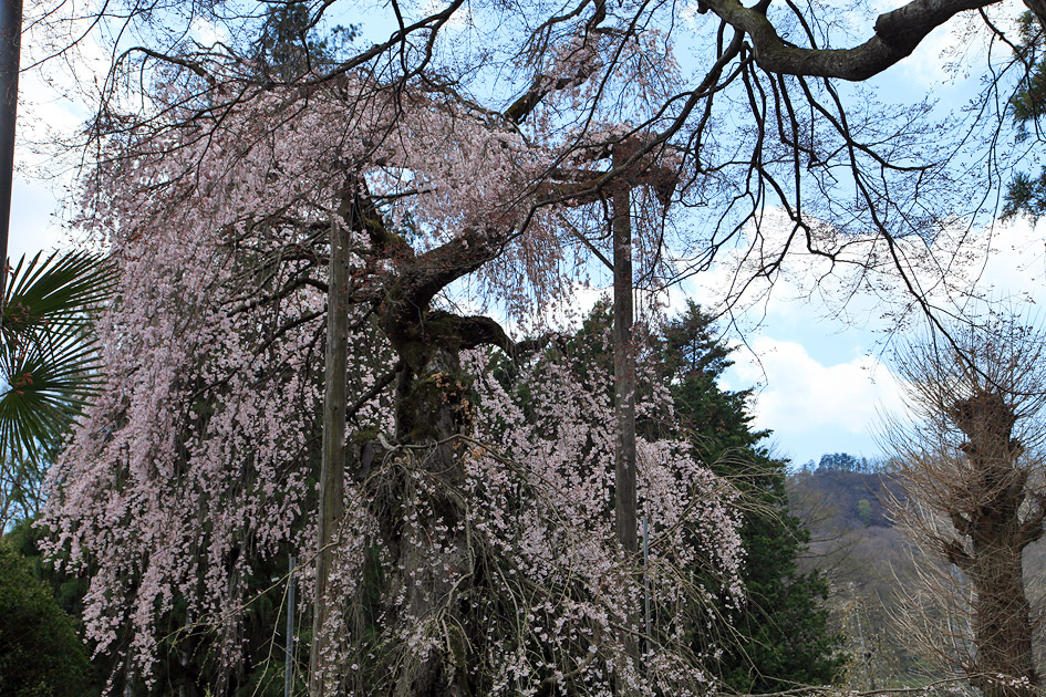 正念寺のしだれ桜