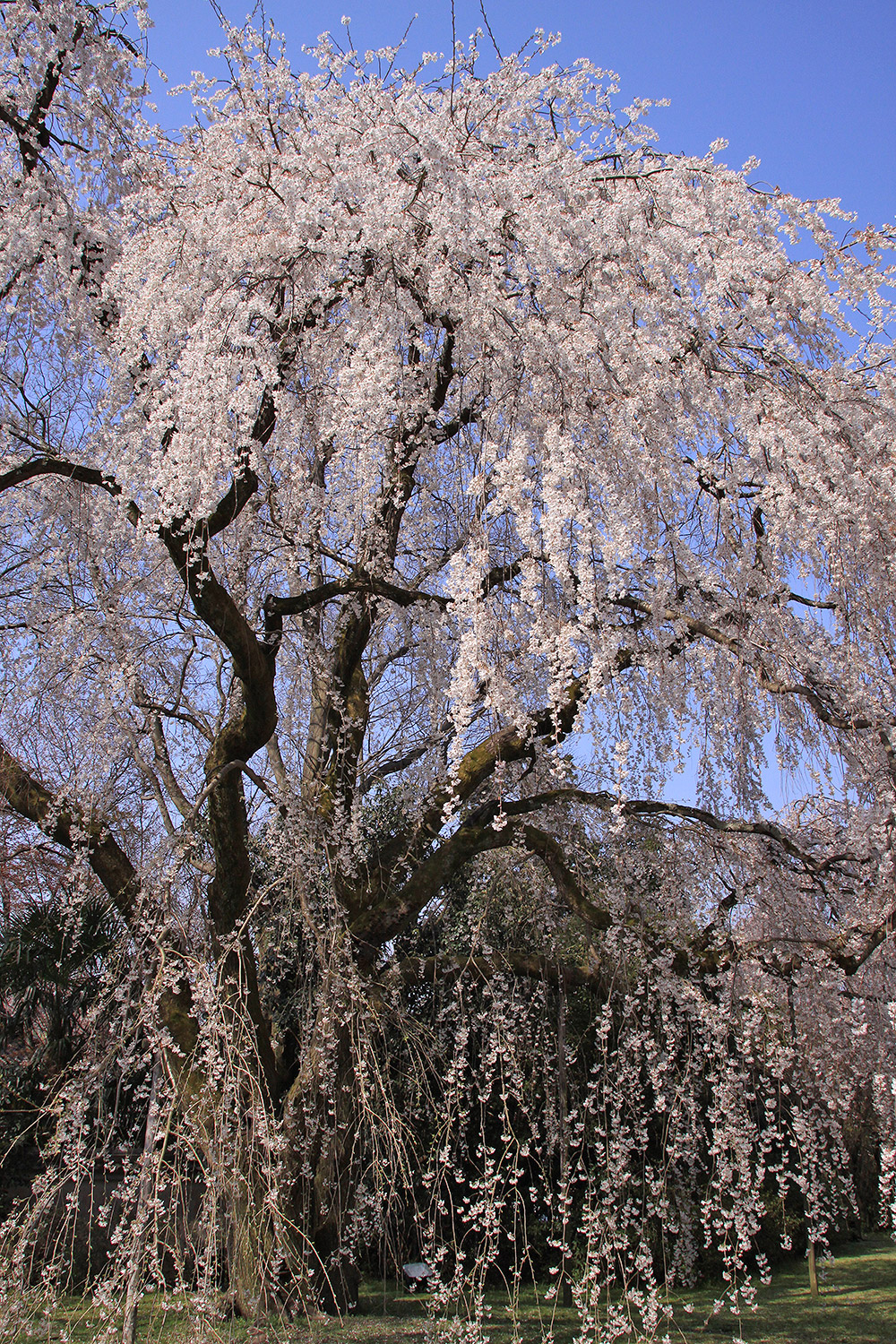 霊宝館 枝垂桜（醍醐寺） 