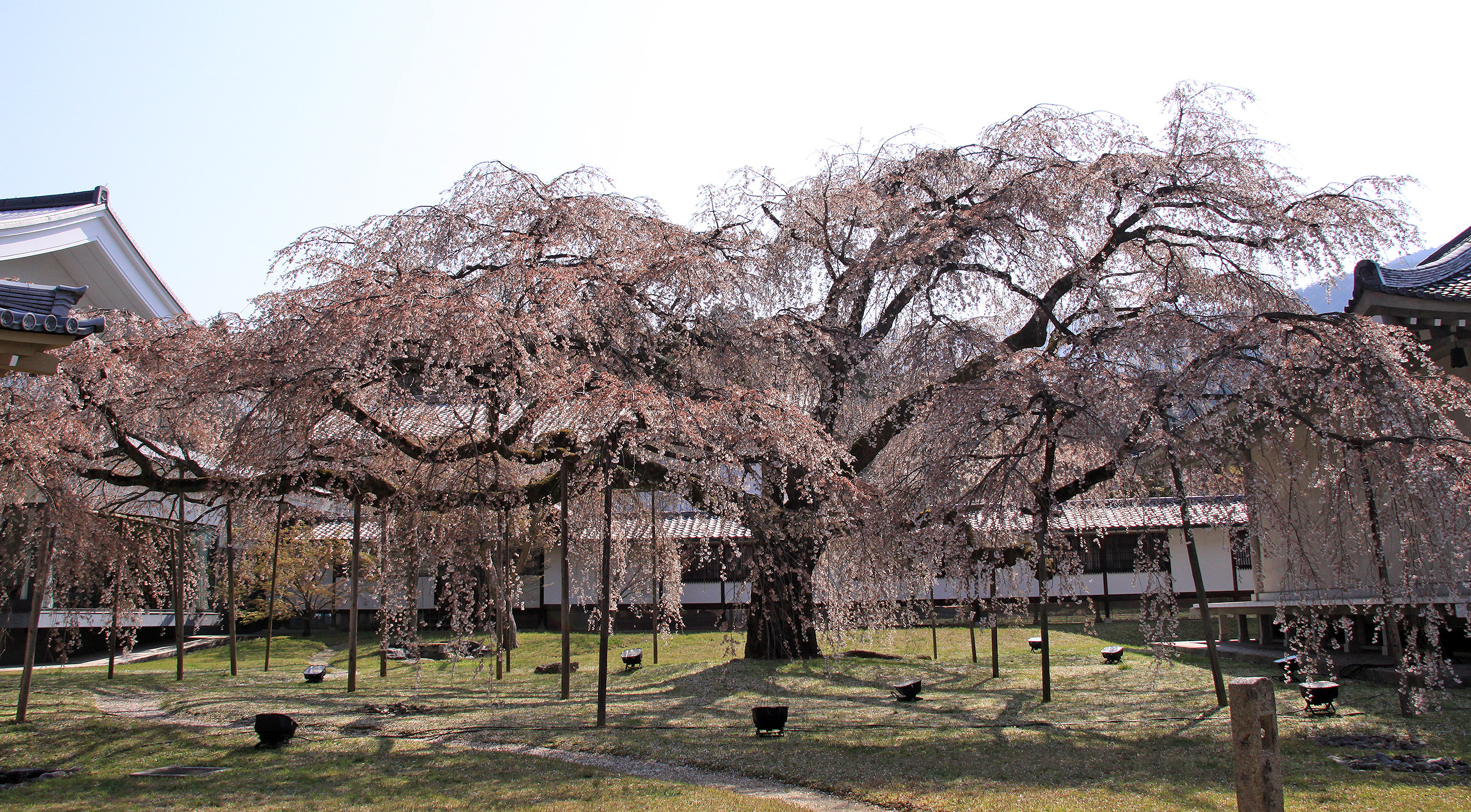 霊宝館 枝垂桜（醍醐寺） 
