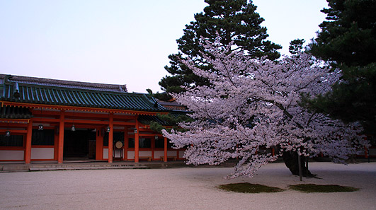 平安神宮　左近の桜