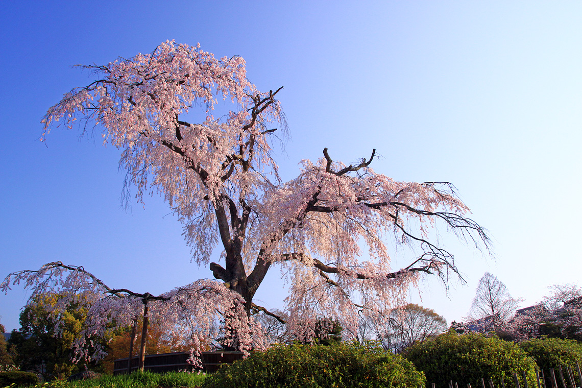 円山公園 祇園枝垂桜