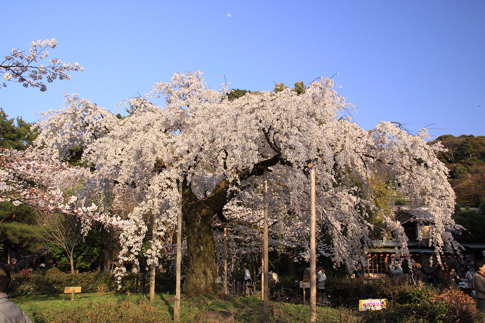 円山公園 祇園枝垂桜 