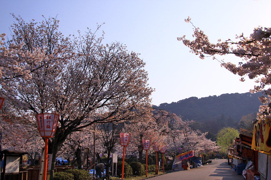円山公園 祇園枝垂桜 