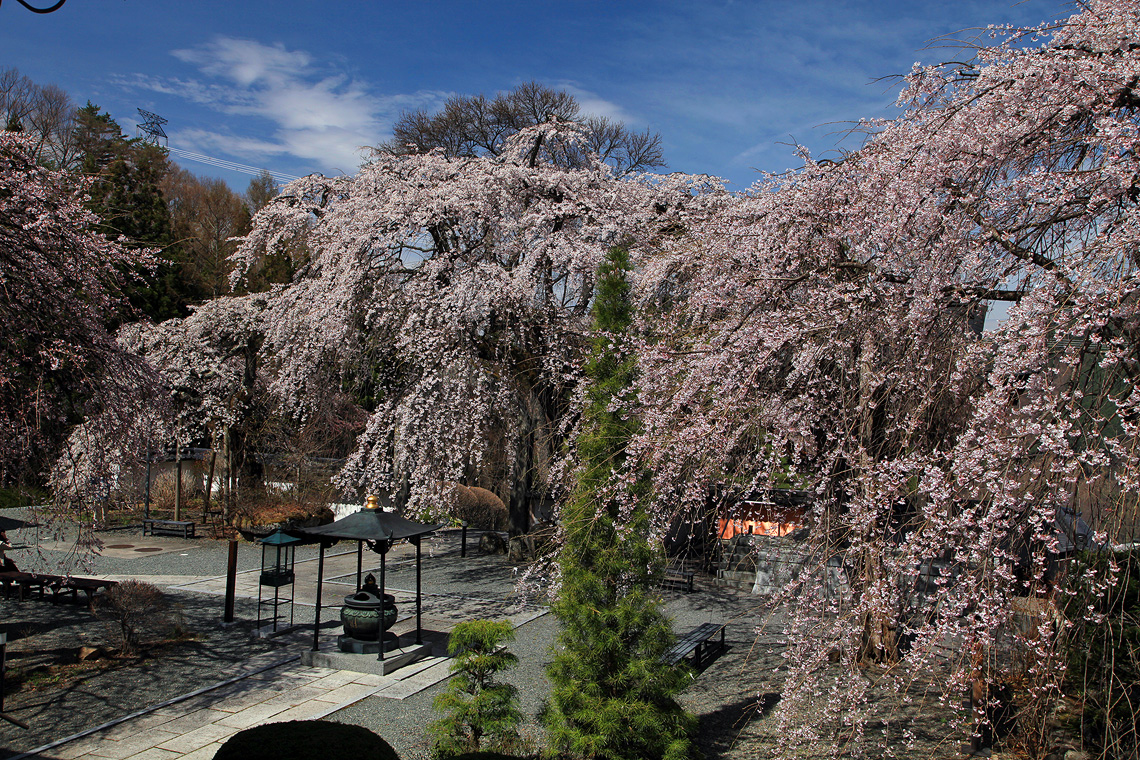 長谷寺のしだれ桜