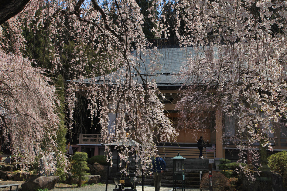 長谷寺のしだれ桜