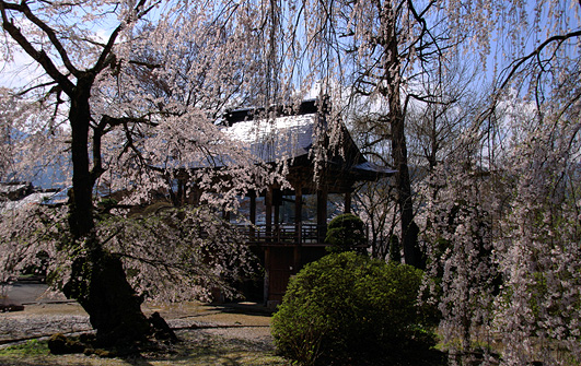 長妙寺のしだれ桜