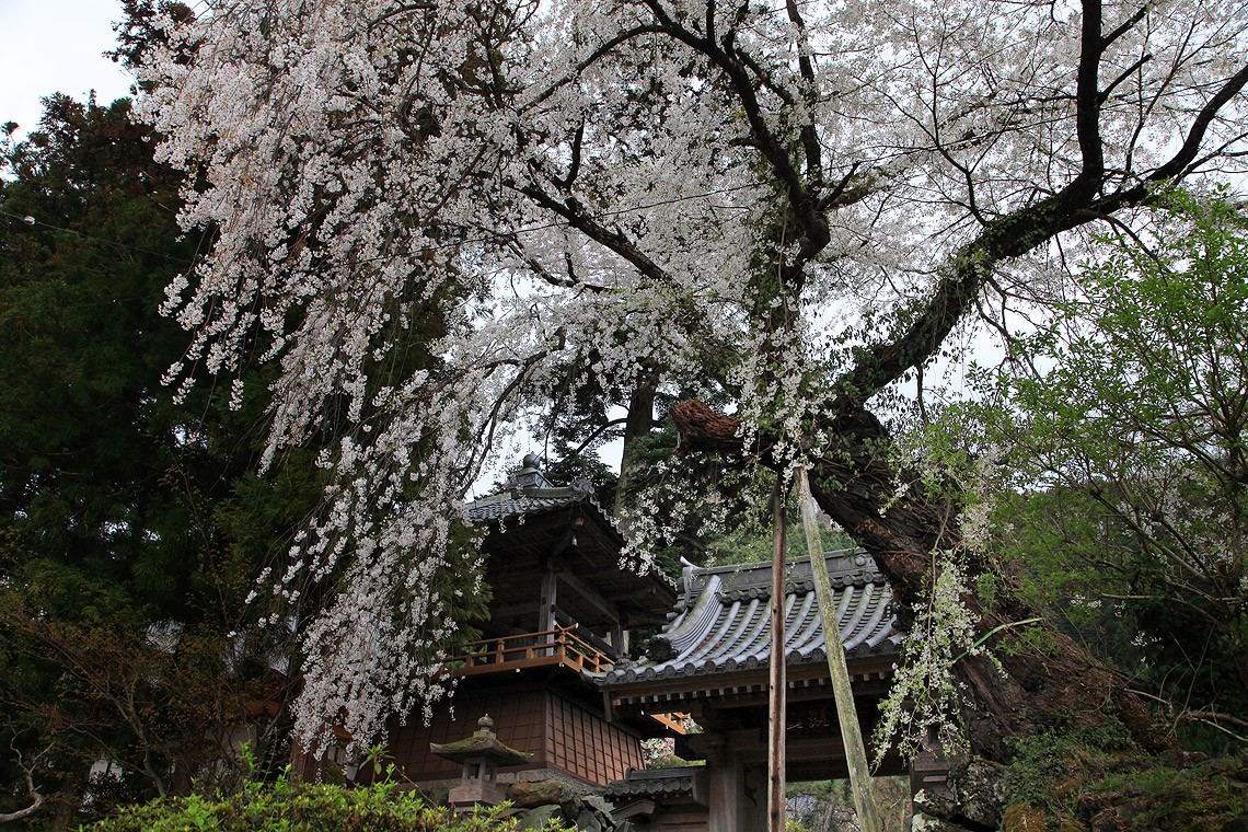 延命寺の桜