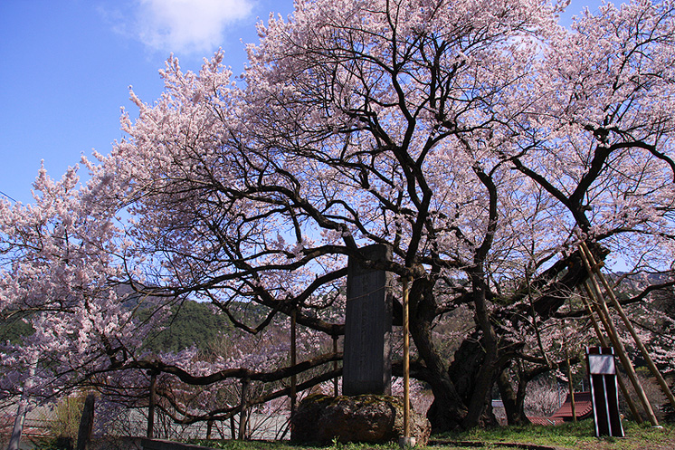 延命地蔵堂の桜