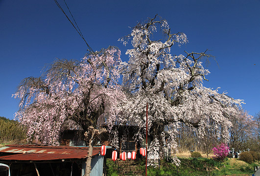 五本木咲き分けの桜