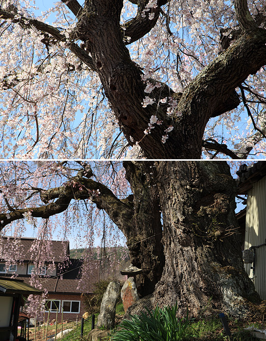 五本木咲き分けの桜