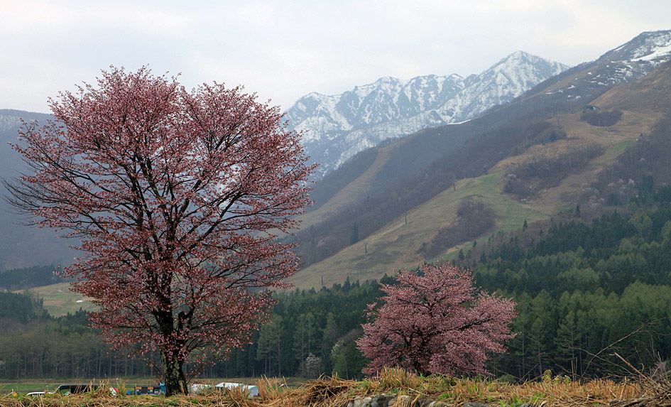 Hakuba47の桜