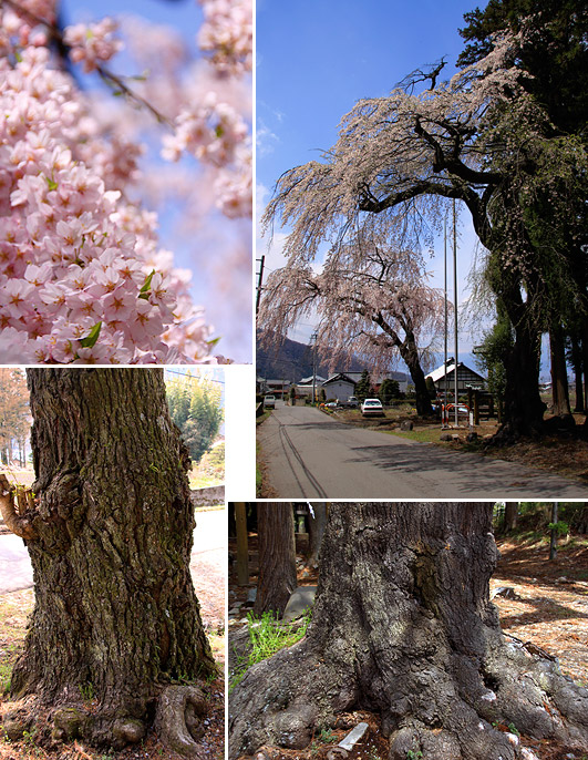亀倉神社のしだれ桜