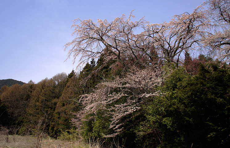 金松寺の桜