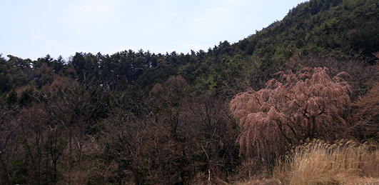 金松寺の桜
