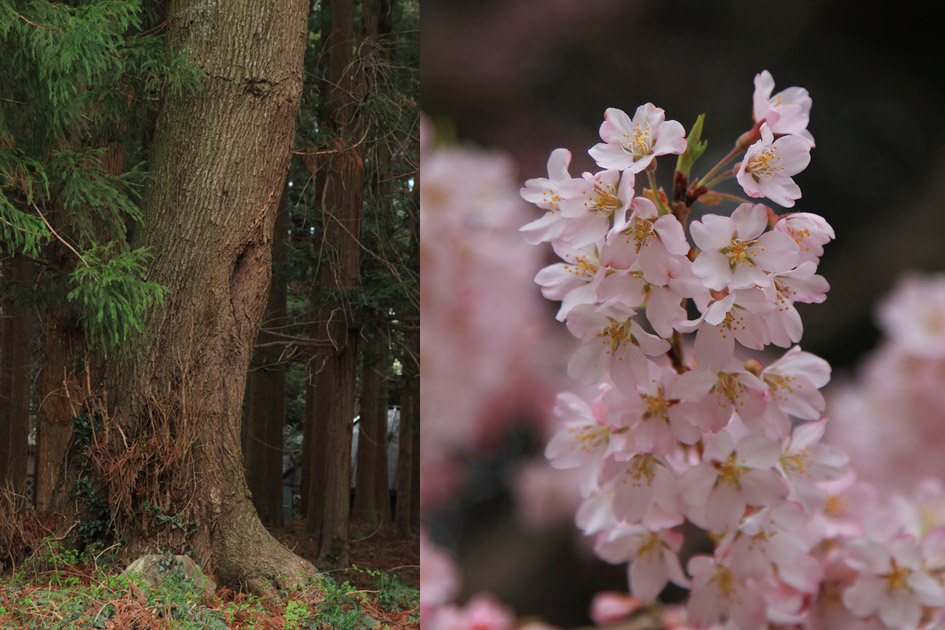 吉瀬諏訪神社の桜