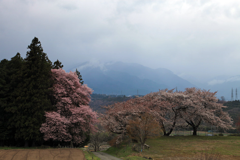 吉瀬諏訪神社の桜