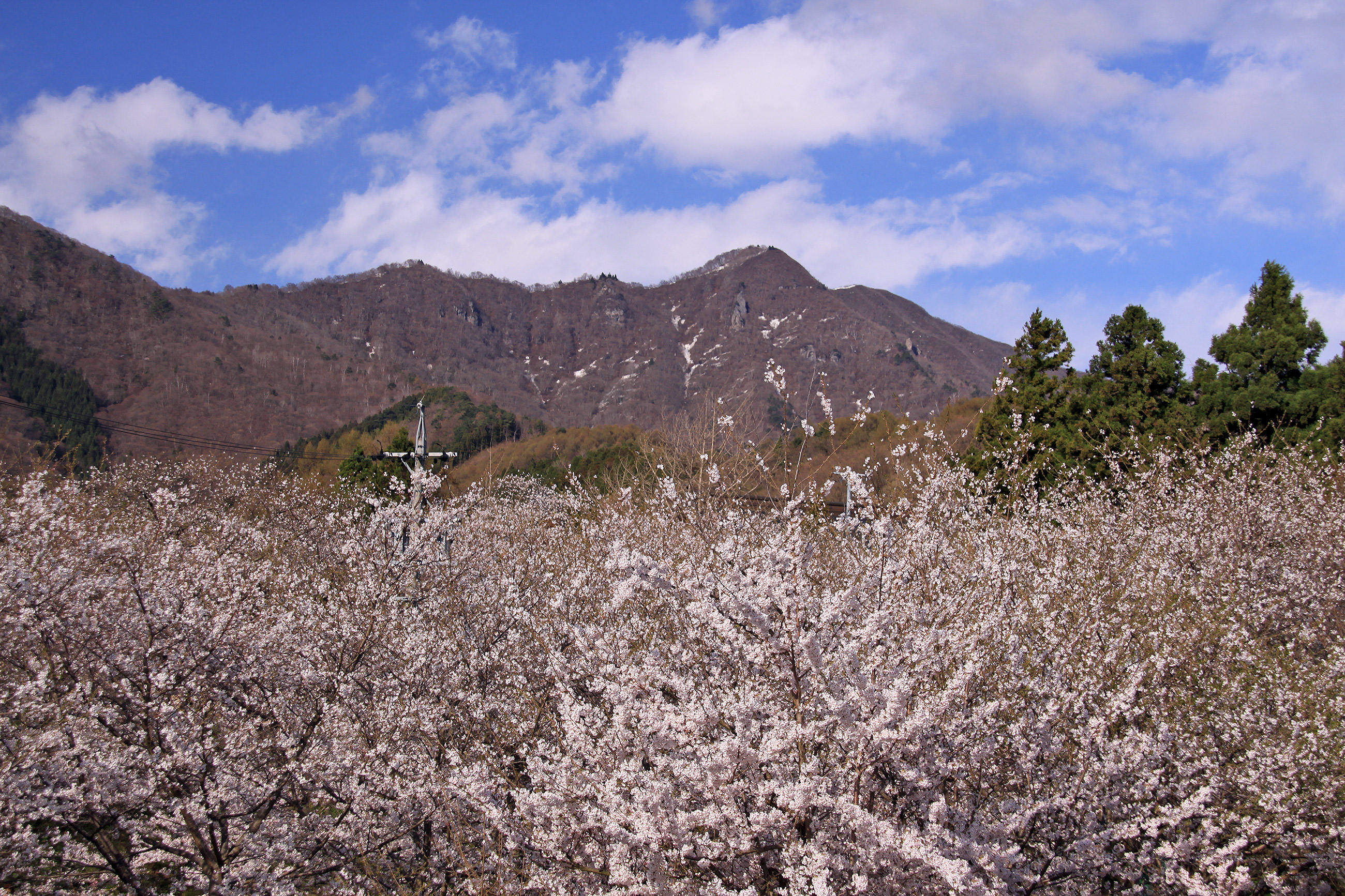谷厳寺のしだれ桜 