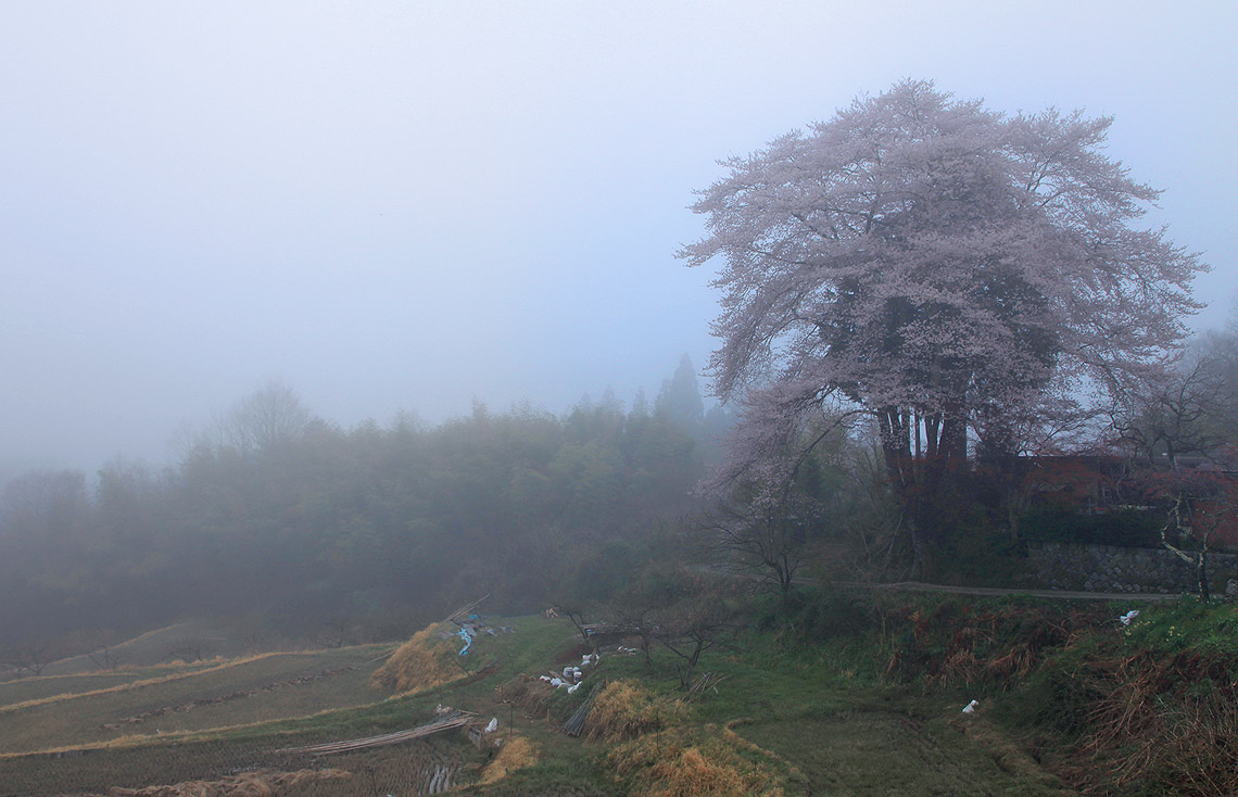 小松原の桜