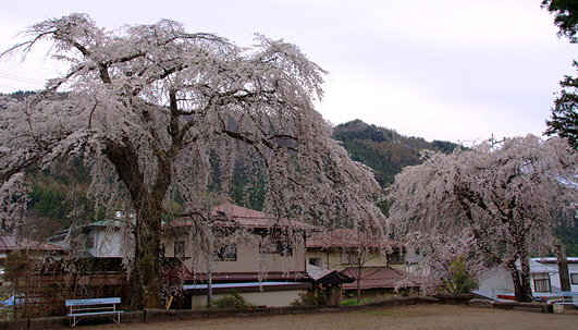 皇太神社のしだれ桜