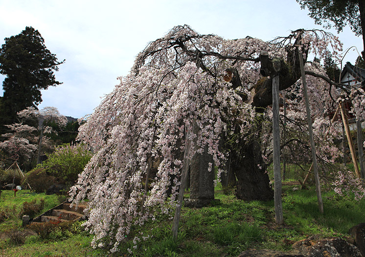 光徳寺のしだれ桜