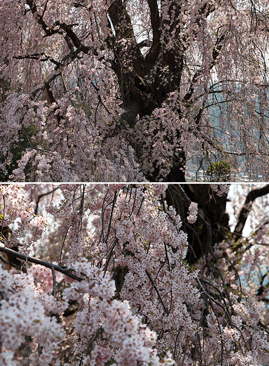 久保の大枝垂桜
