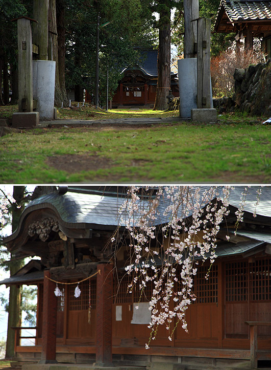 彌美登里神社のしだれ桜