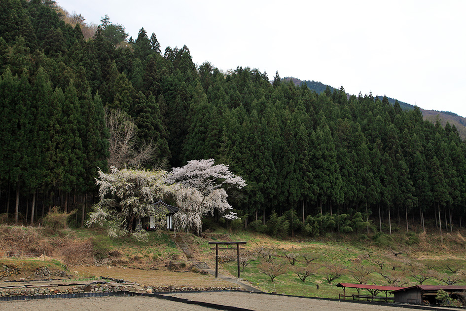 三島神社のしだれ桜