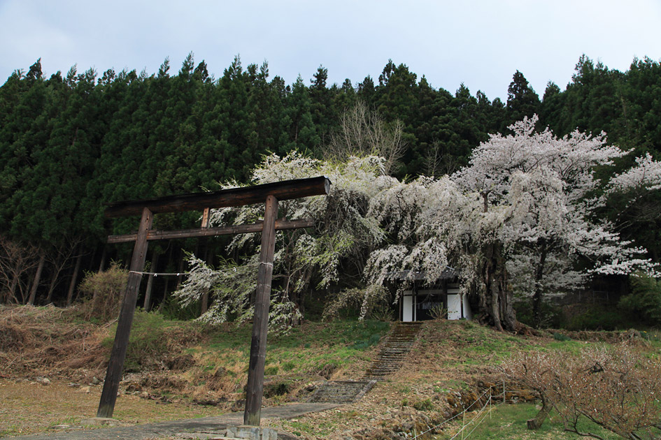 三島神社のしだれ桜