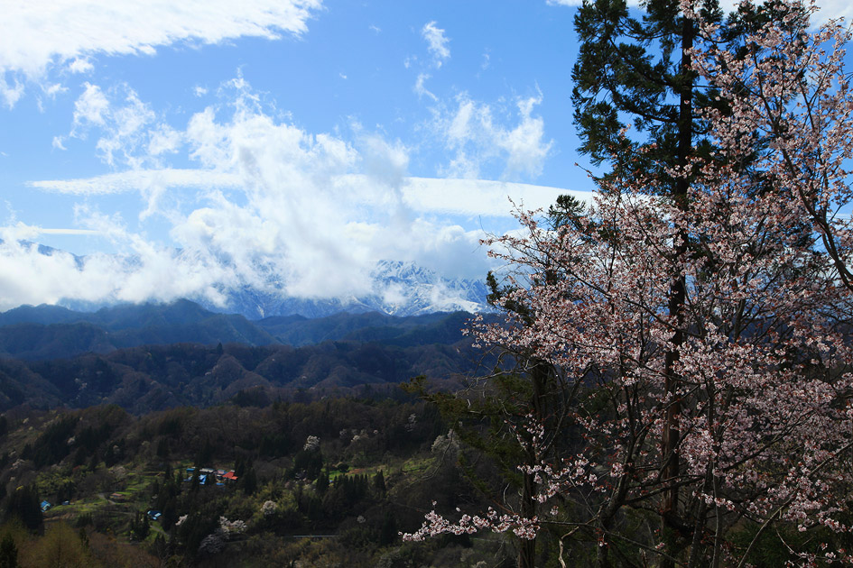 小川村の桜