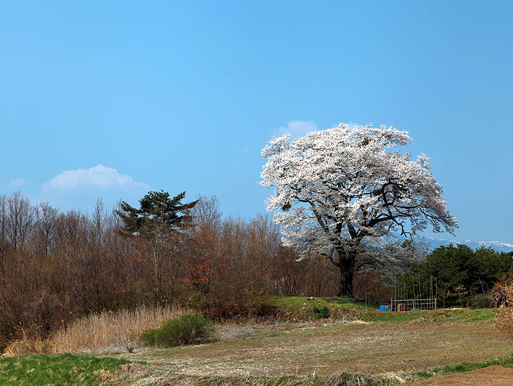 岡森の山桜