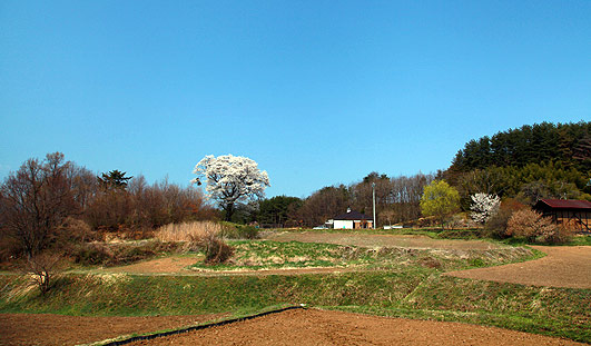 岡森の山桜