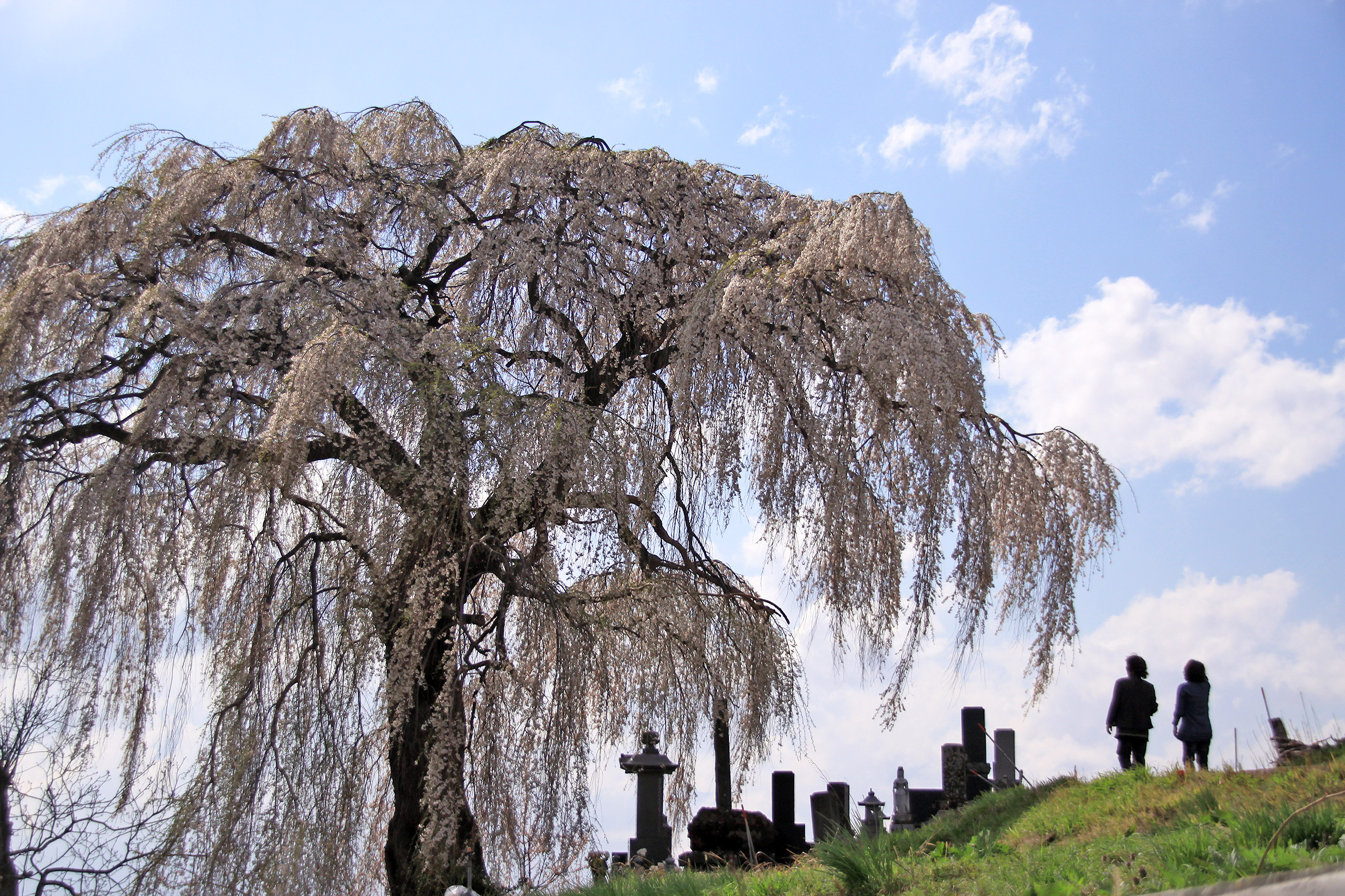 大久保のしだれ桜 