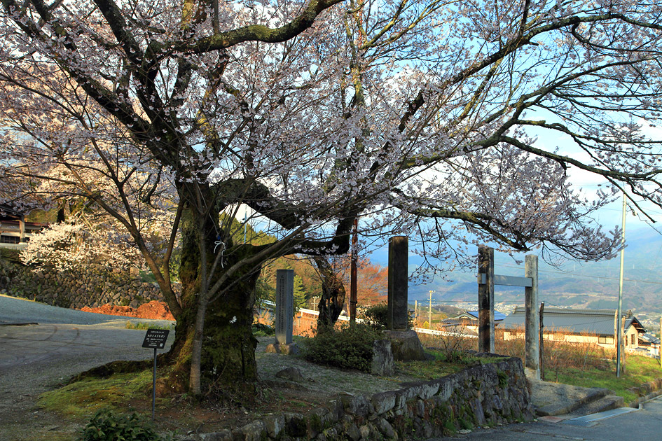 瑠璃寺の桜