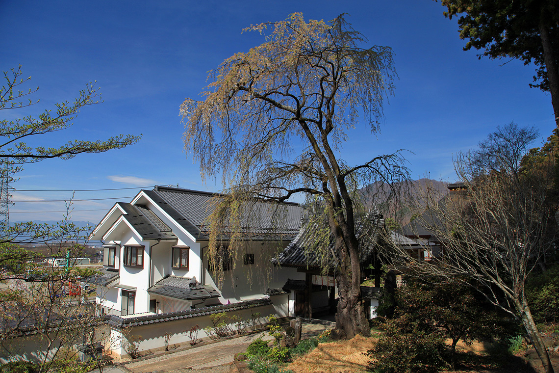 瀧水寺のしだれ桜