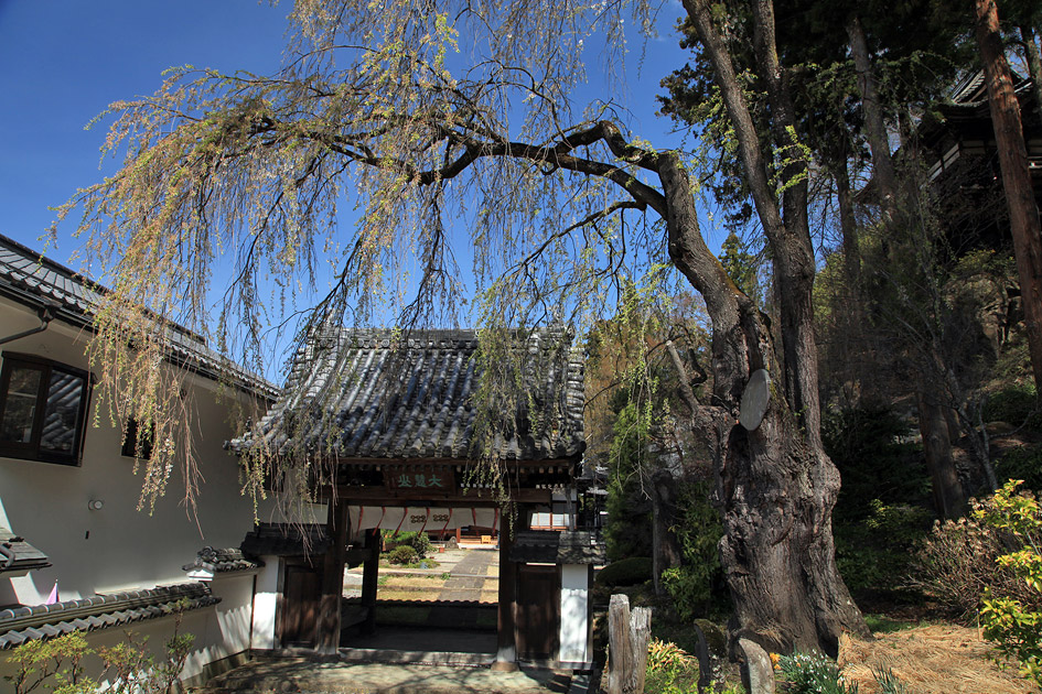 瀧水寺のしだれ桜