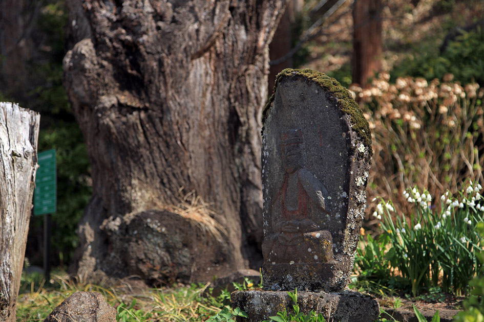 瀧水寺のしだれ桜