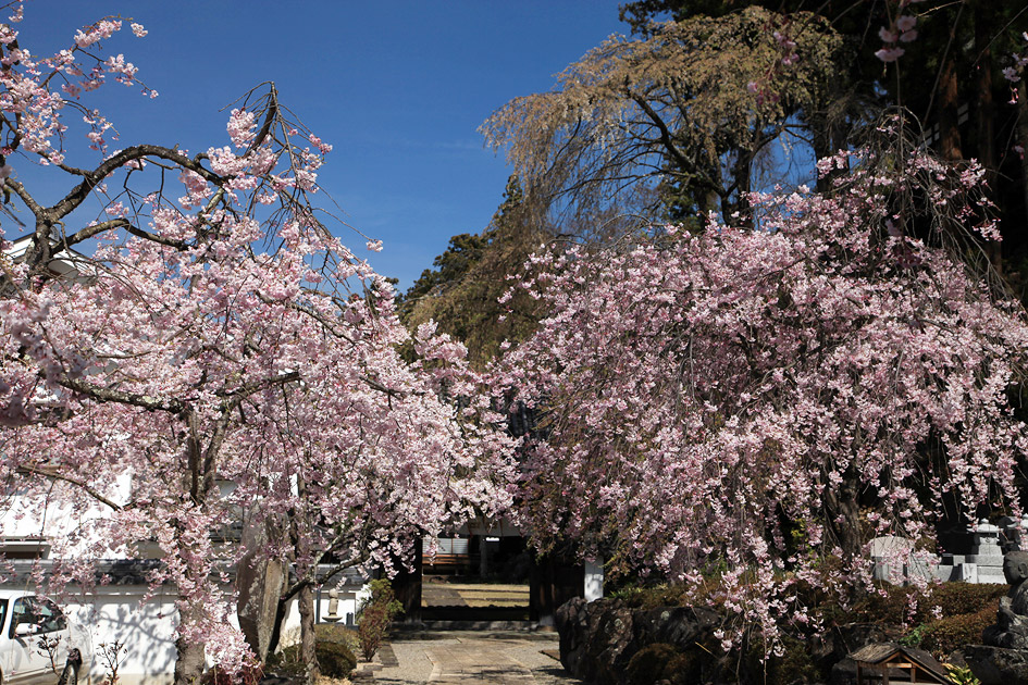 瀧水寺のしだれ桜