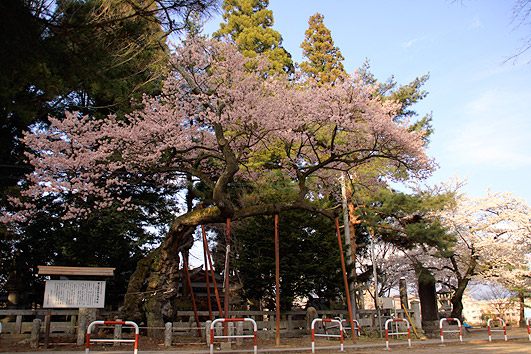 愛宕稲荷神社　清秀桜