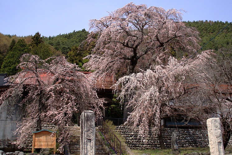 真光寺の枝垂れ桜