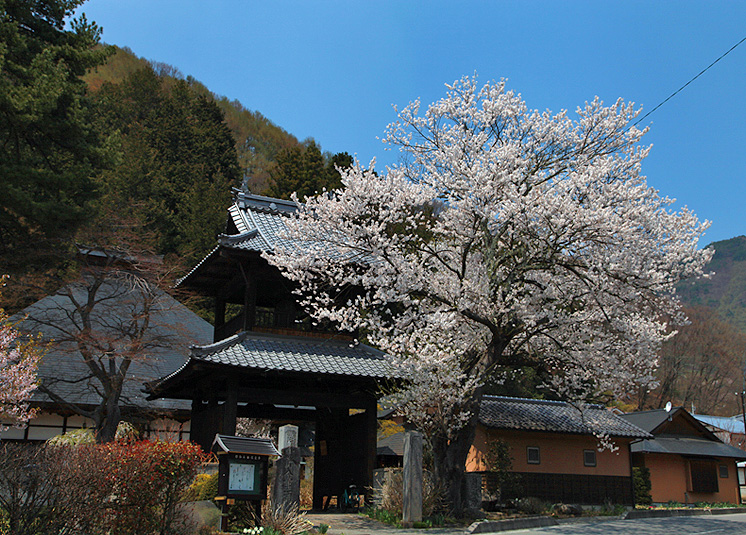 信定寺の桜