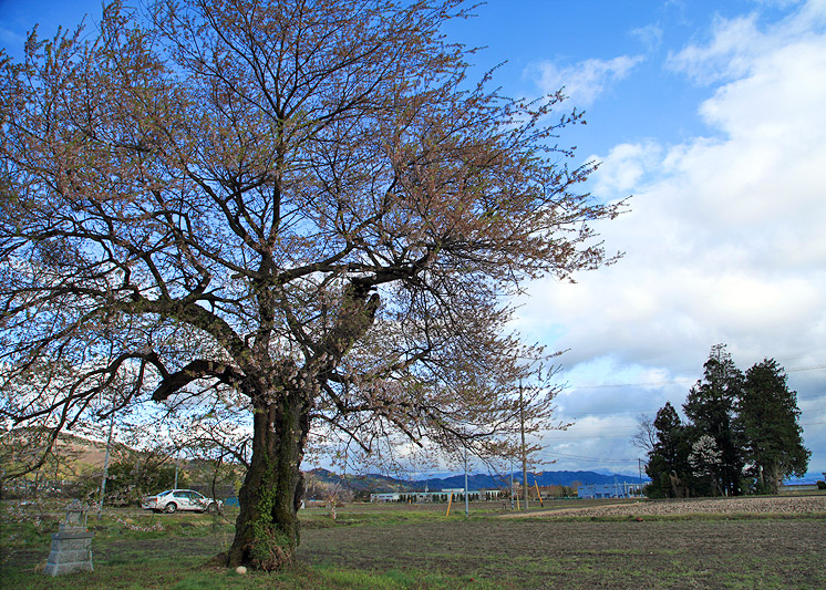 須沼の田打ち桜