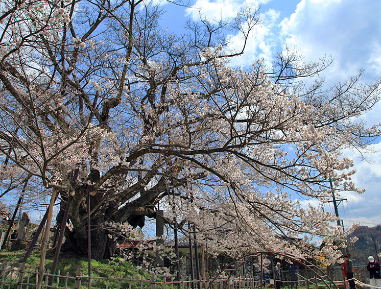 素桜神社 神代桜