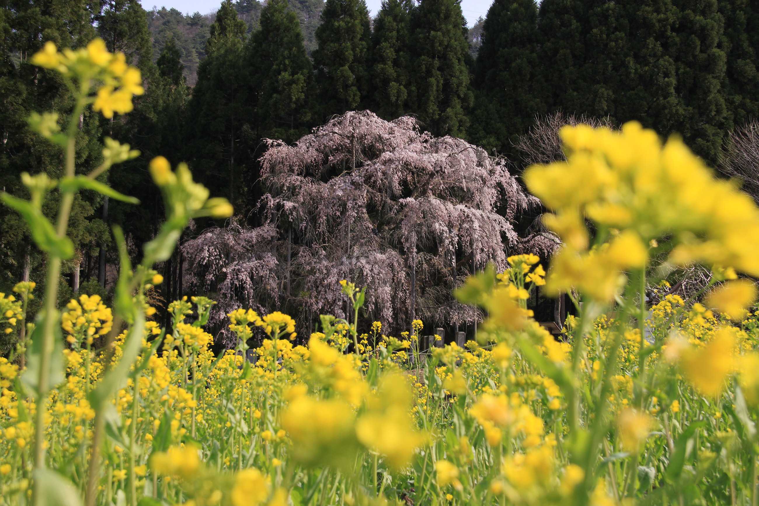 高山村の桜