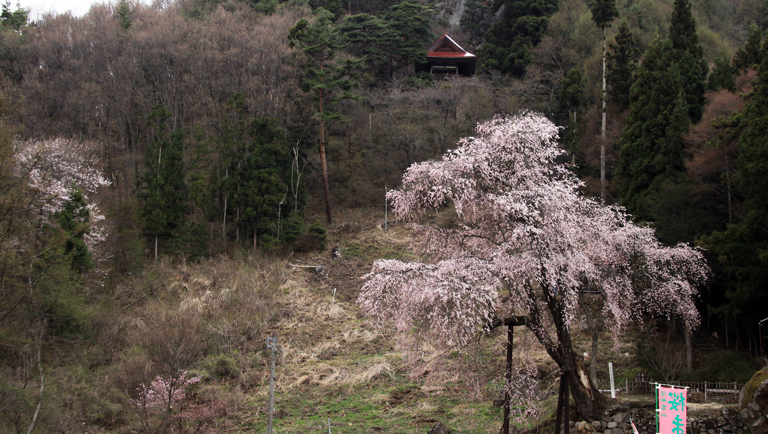 高山村の桜
