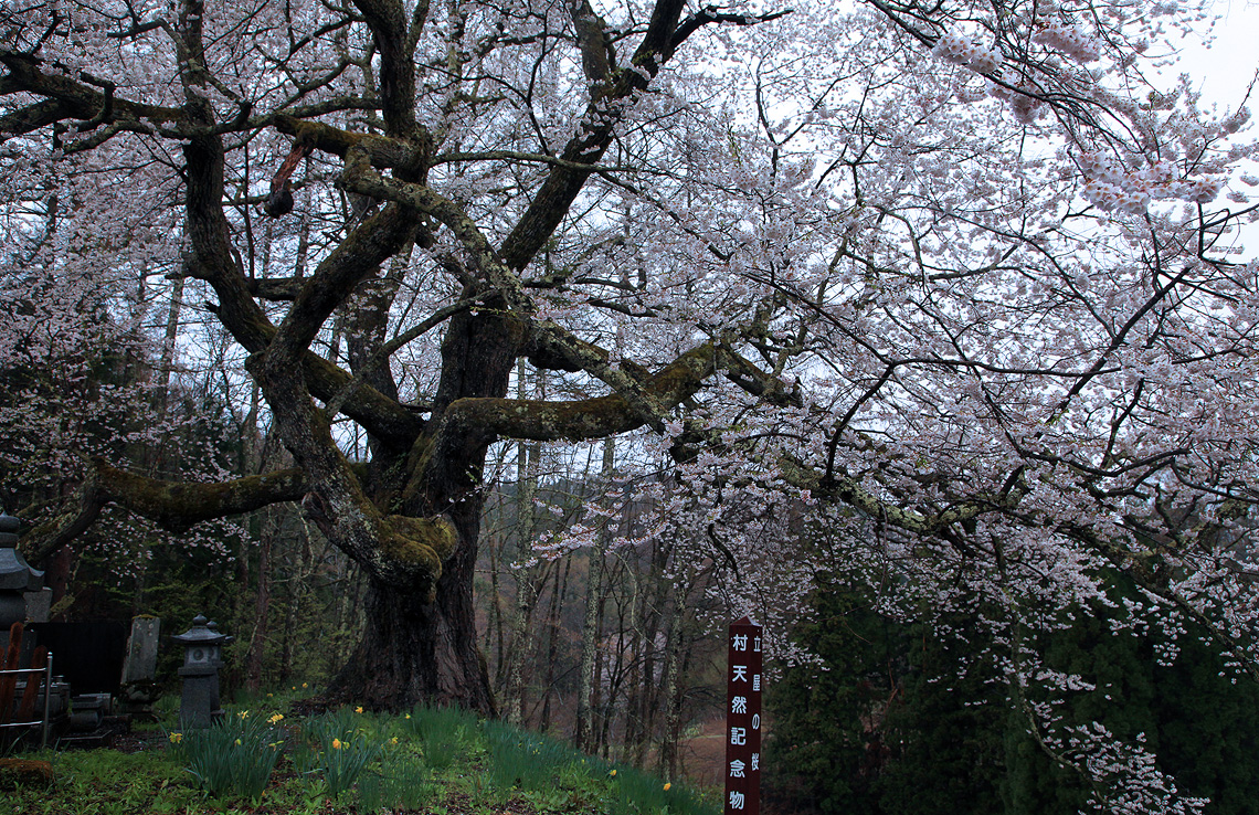 立屋の桜
