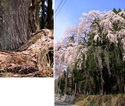 米子神社のしだれ桜