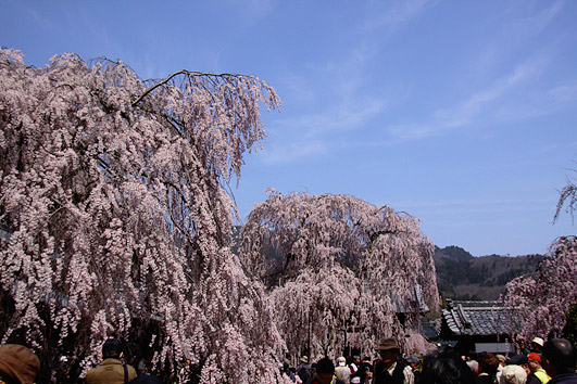 大野寺の小糸しだれ桜