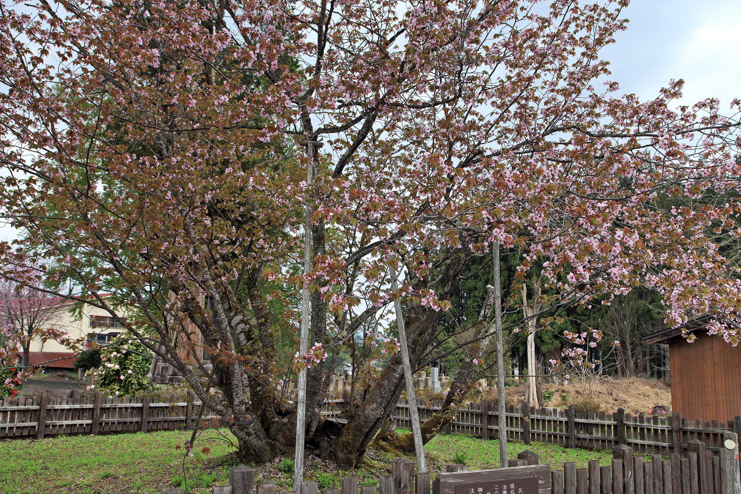 極楽寺の野中ザクラ