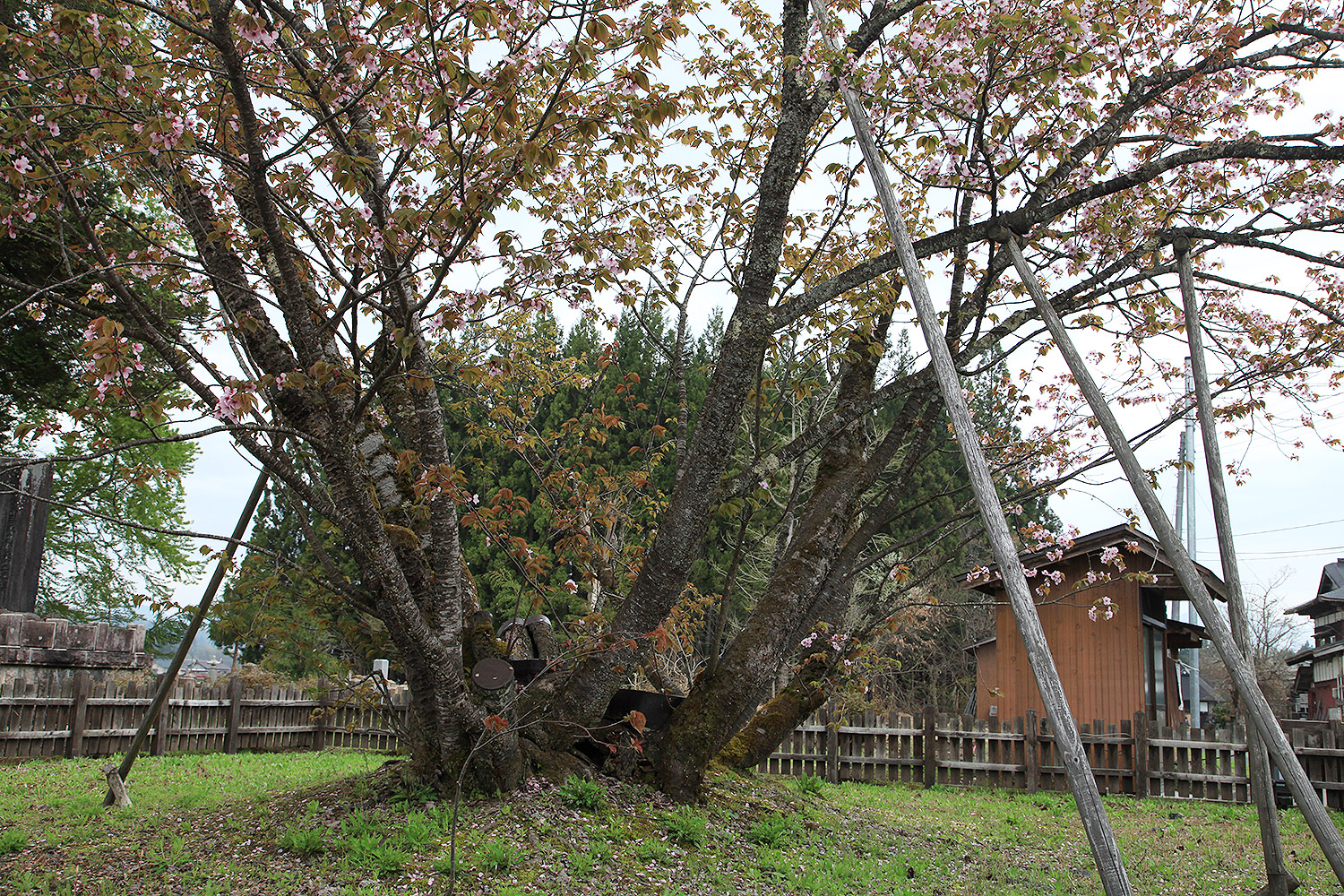 極楽寺の野中ザクラ